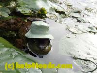 /home//u458753944/public_html/sourcegallery/////////Frogs/More bullfrogs/P8180201.JPG